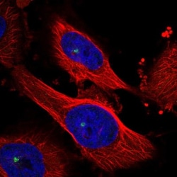 MAP4K3 Antibody, Novus Biologicals:Antibodies:Primary Antibodies